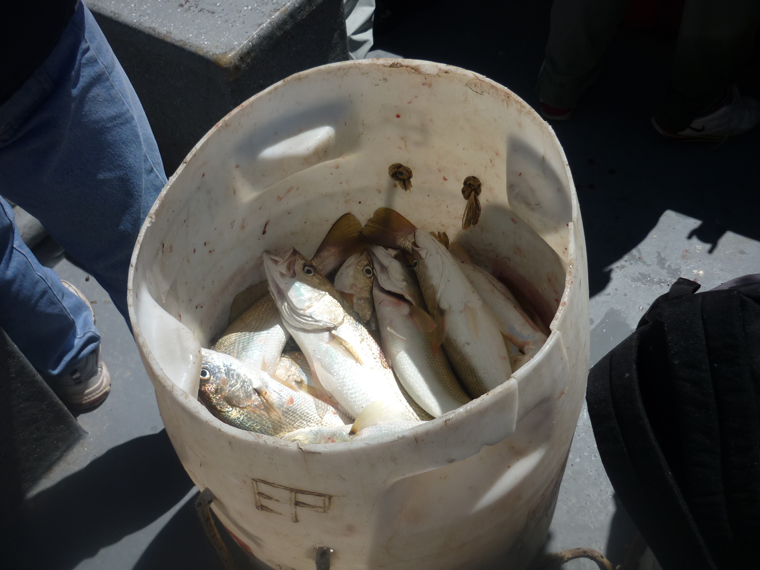 fotos/2012-12-08 - Pesca Bahia San Blas/P1030045.JPG